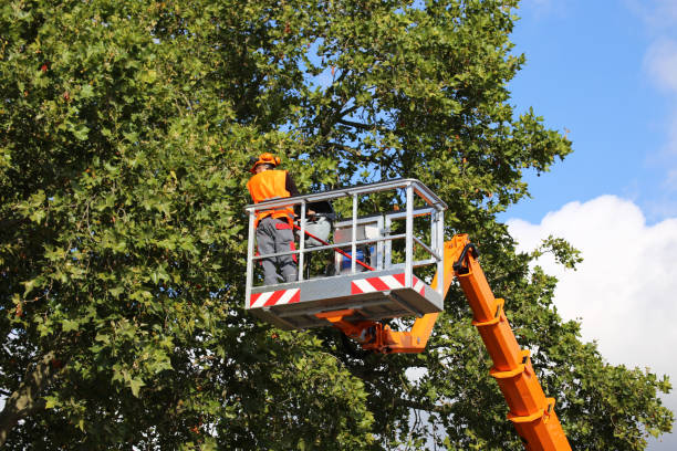 Best Palm Tree Trimming  in Prescott, WI